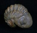 Very Detailed Enrolled Barrandeops (Phacops) Trilobite #4737-2